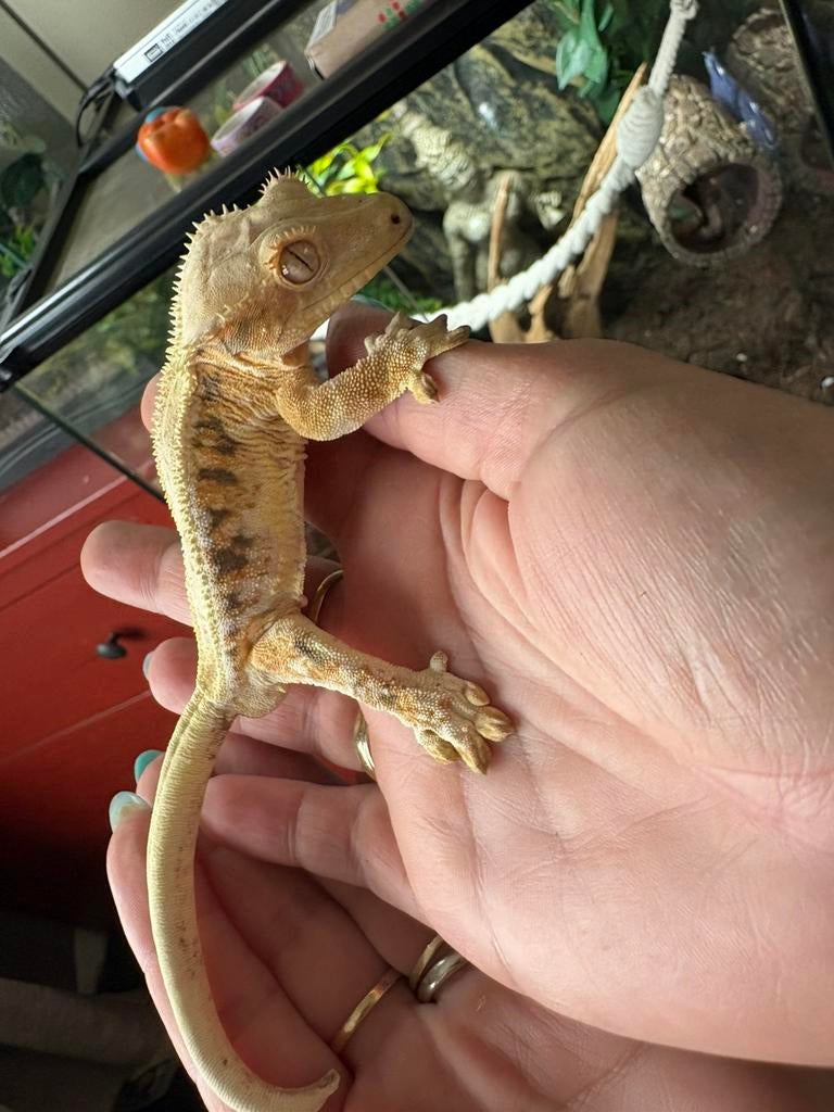 Wimpergekko
