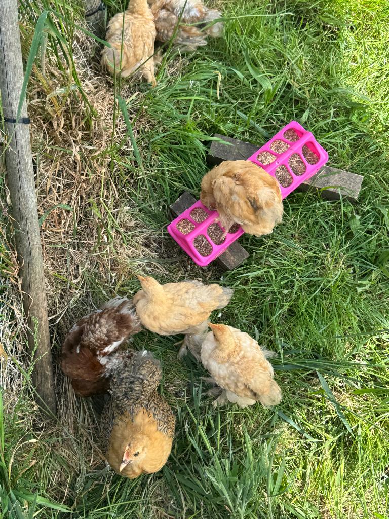 Coq pékin, Animaux & Accessoires, Volatiles, Mâle, Poule ou poulet