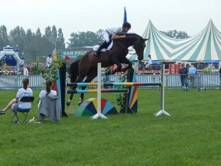 16 jarige merrie, Dieren en Toebehoren, Merrie, Springpaard, 11 jaar of ouder, 165 tot 170 cm