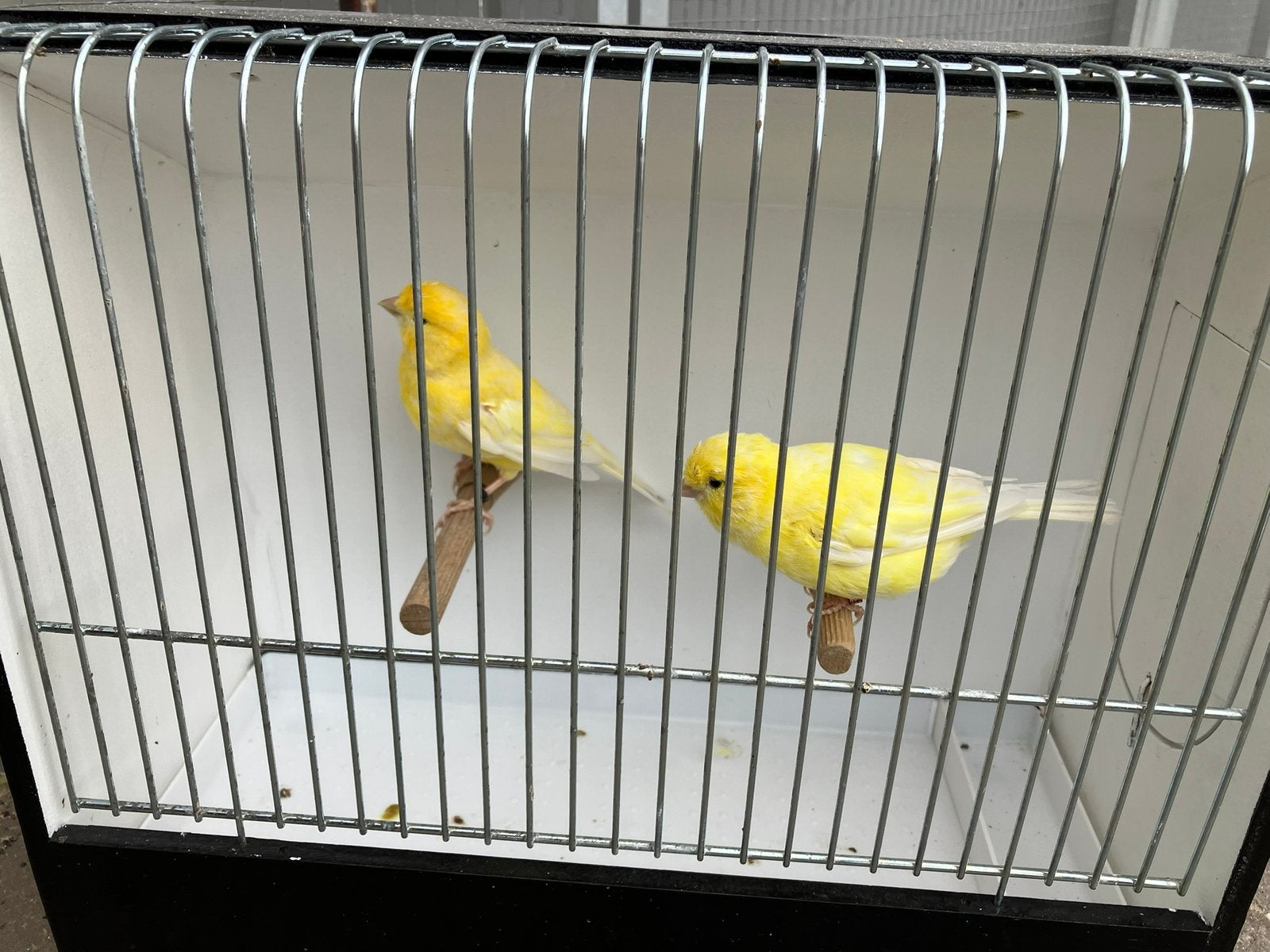 3 koppels gele kanaries, Dieren en Toebehoren, Vogels | Kanaries, Meerdere dieren, Kleurkanarie