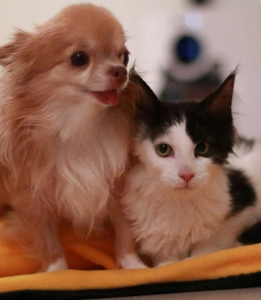 Mainecoon, Dieren en Toebehoren, Poes, Gechipt, 0 tot 2 jaar