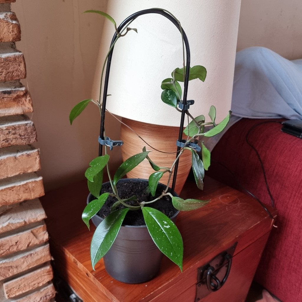 Mooie kamerplant klimplant Hoya Carnosa Wasbloem Eigen kweek, Ophalen of Verzenden, In pot