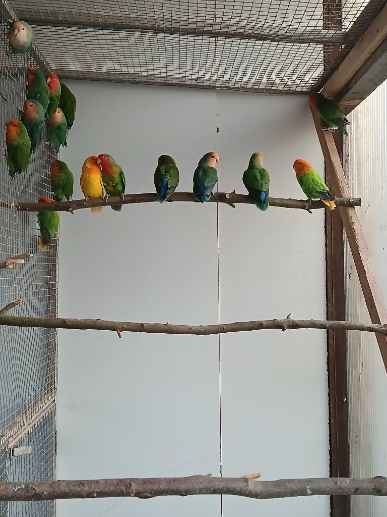 Jumbo/Roseicollis-collies, Dieren en Toebehoren, Meerdere dieren, Dwergpapegaai of Agapornis, Geringd