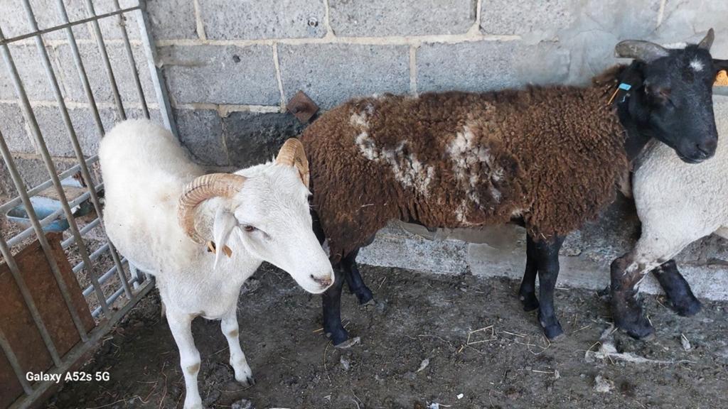 Laatste bokken 1jaar niet ouder. Kom zien, Dieren en Toebehoren, Mannelijk, Schaap, 0 tot 2 jaar