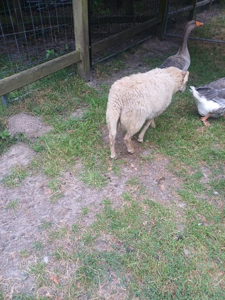 Schaap ram wit, Dieren en Toebehoren, Schapen, Geiten en Varkens, Mannelijk, Schaap, 0 tot 2 jaar