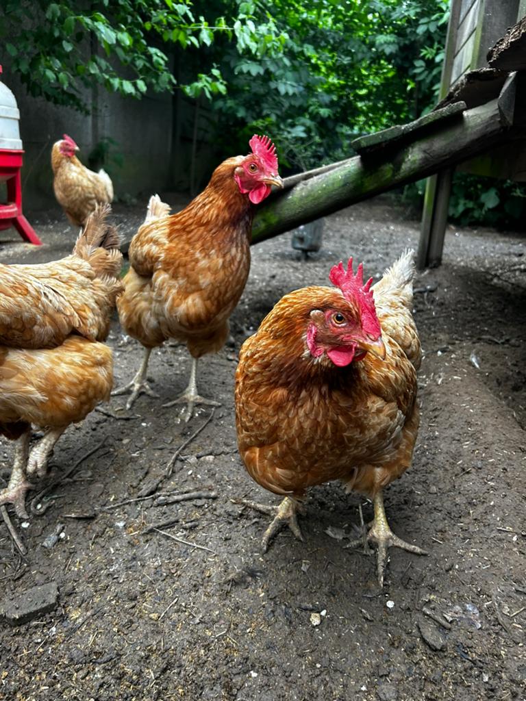 Legkippen, Dieren en Toebehoren, Pluimvee, Kip