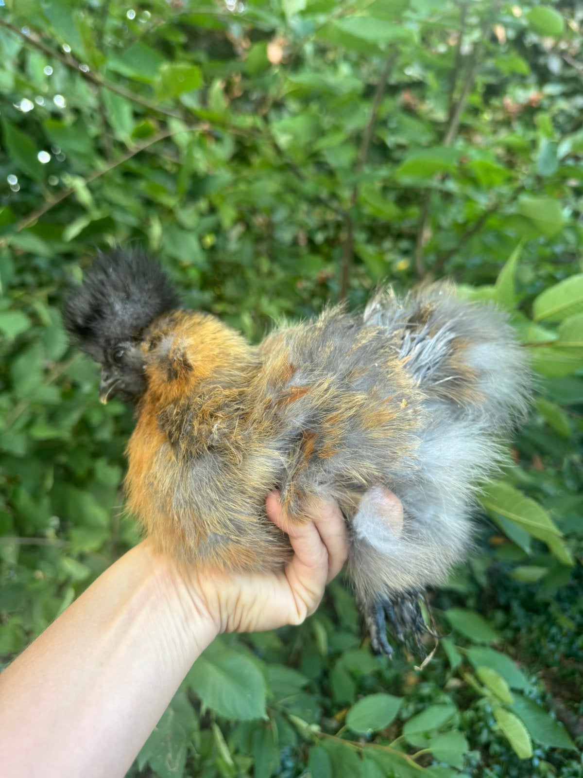 patrijs zijdehoen haantje, Dieren en Toebehoren, Mannelijk, Kip