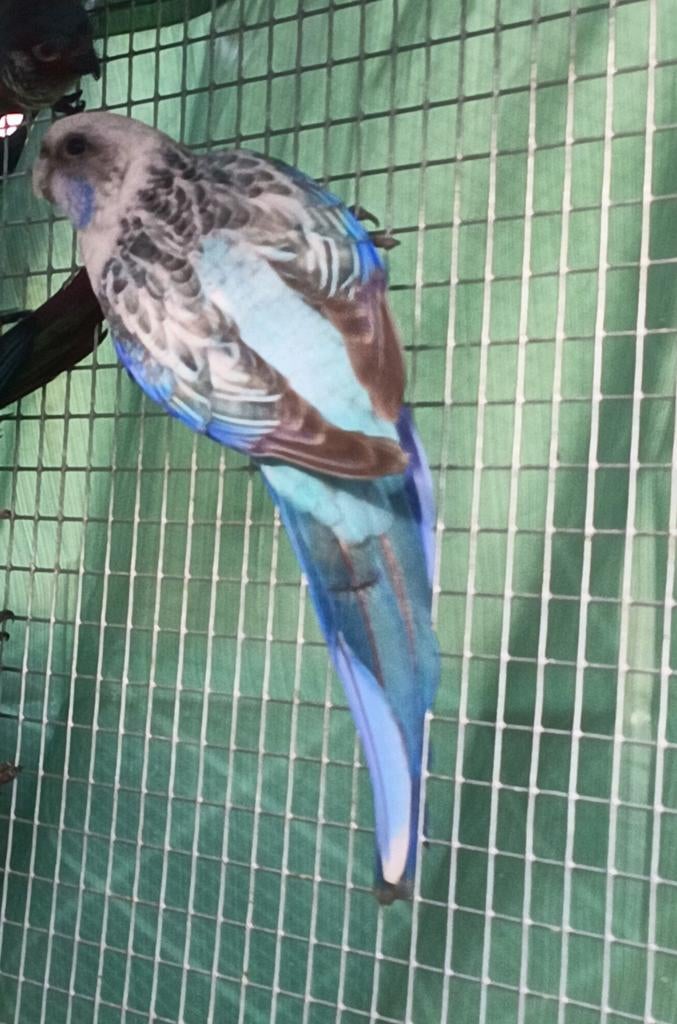 Rosella koppel voor kweek 2027, Dieren en Toebehoren, Vogels | Parkieten en Papegaaien