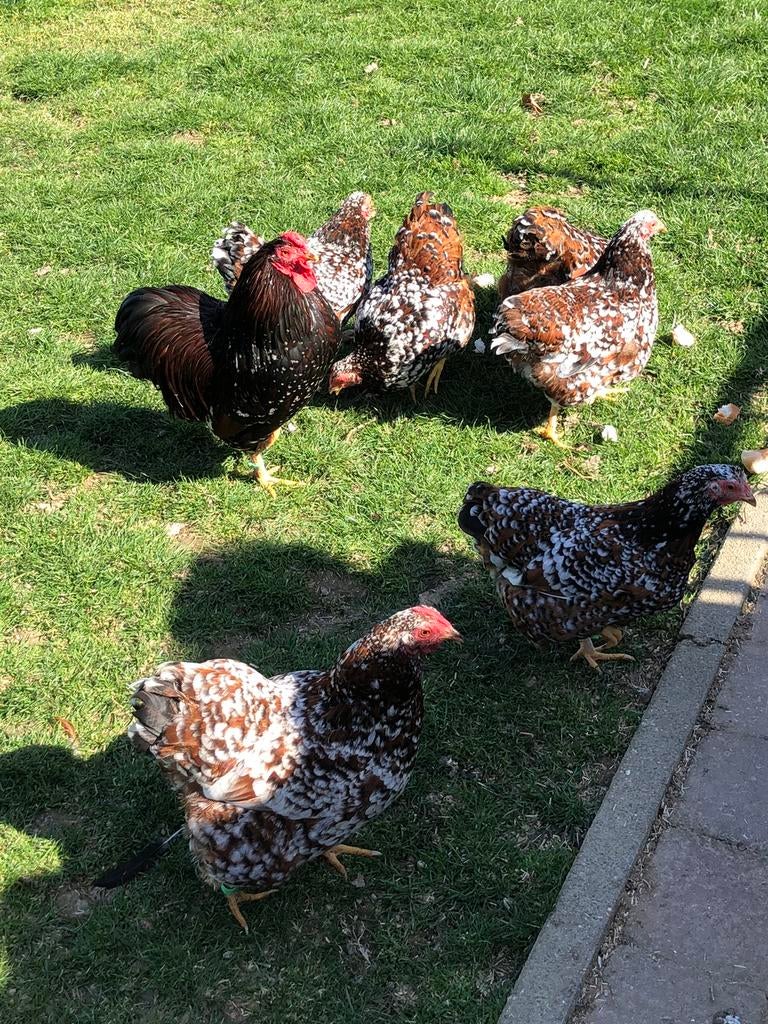 Wyandotte roodporselein met onvewante haan., Dieren en Toebehoren, Pluimvee, Meerdere dieren, Kip