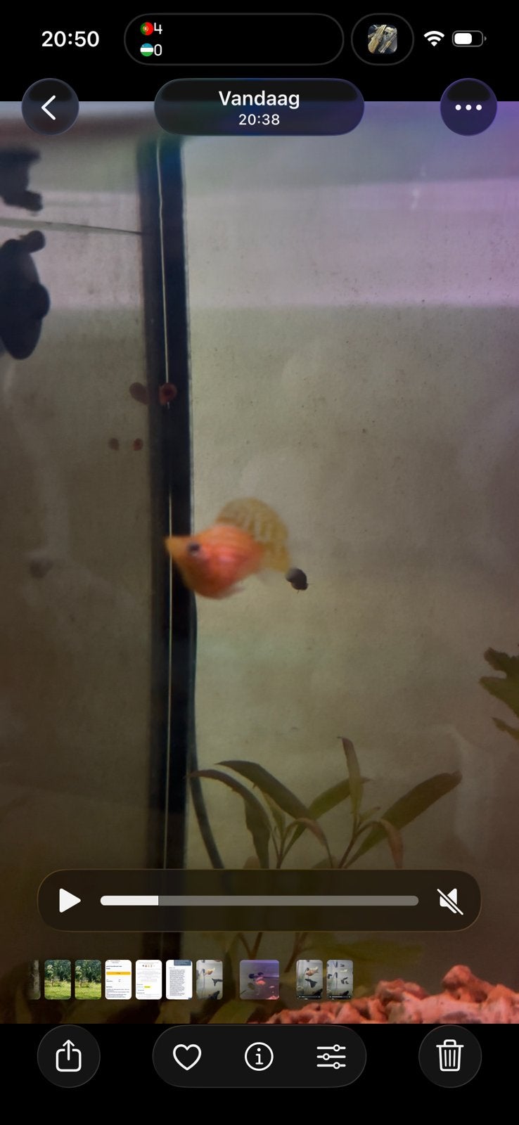 Prachtige rasechte oranje gestreepte ballon molly