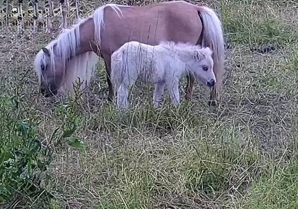 Prachtig Shetland hengste veulen met stamboek, Met stamboom, Niet van toepassing, 0 tot 2 jaar, Hengst