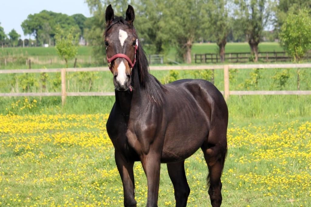 2 jarige springmerrie van El Torreo de muze, Dieren en Toebehoren, Paarden, Merrie, Springpaard, Met stamboom, 0 tot 2 jaar