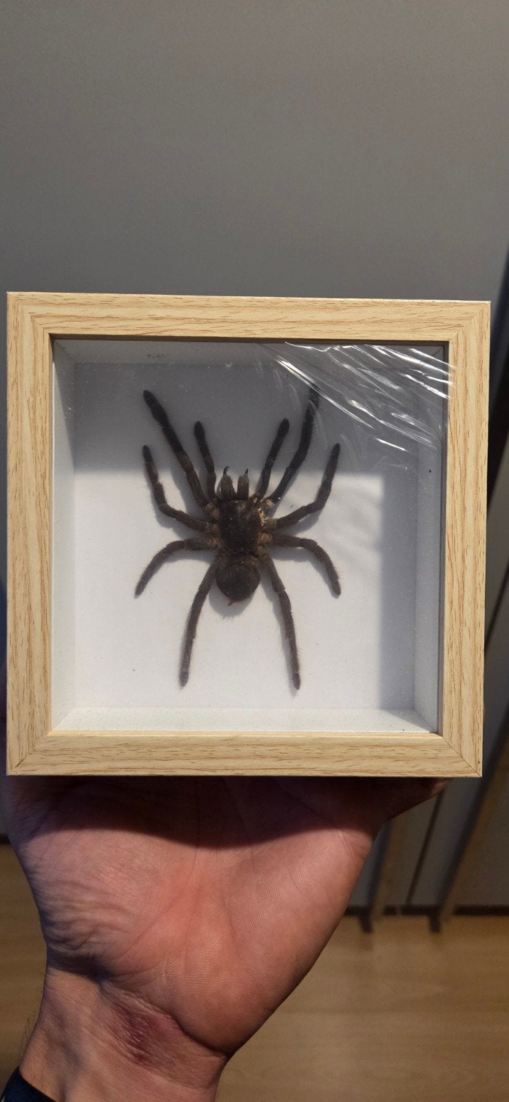 opgezette spin, ideaal voor halloween, Ophalen
