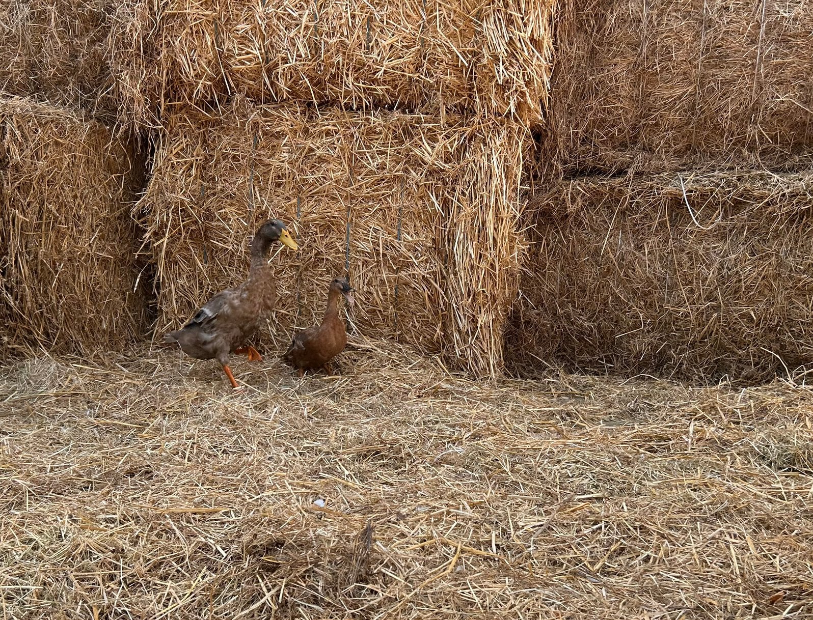 Koppel forse eenden, Plusieurs animaux, Canard
