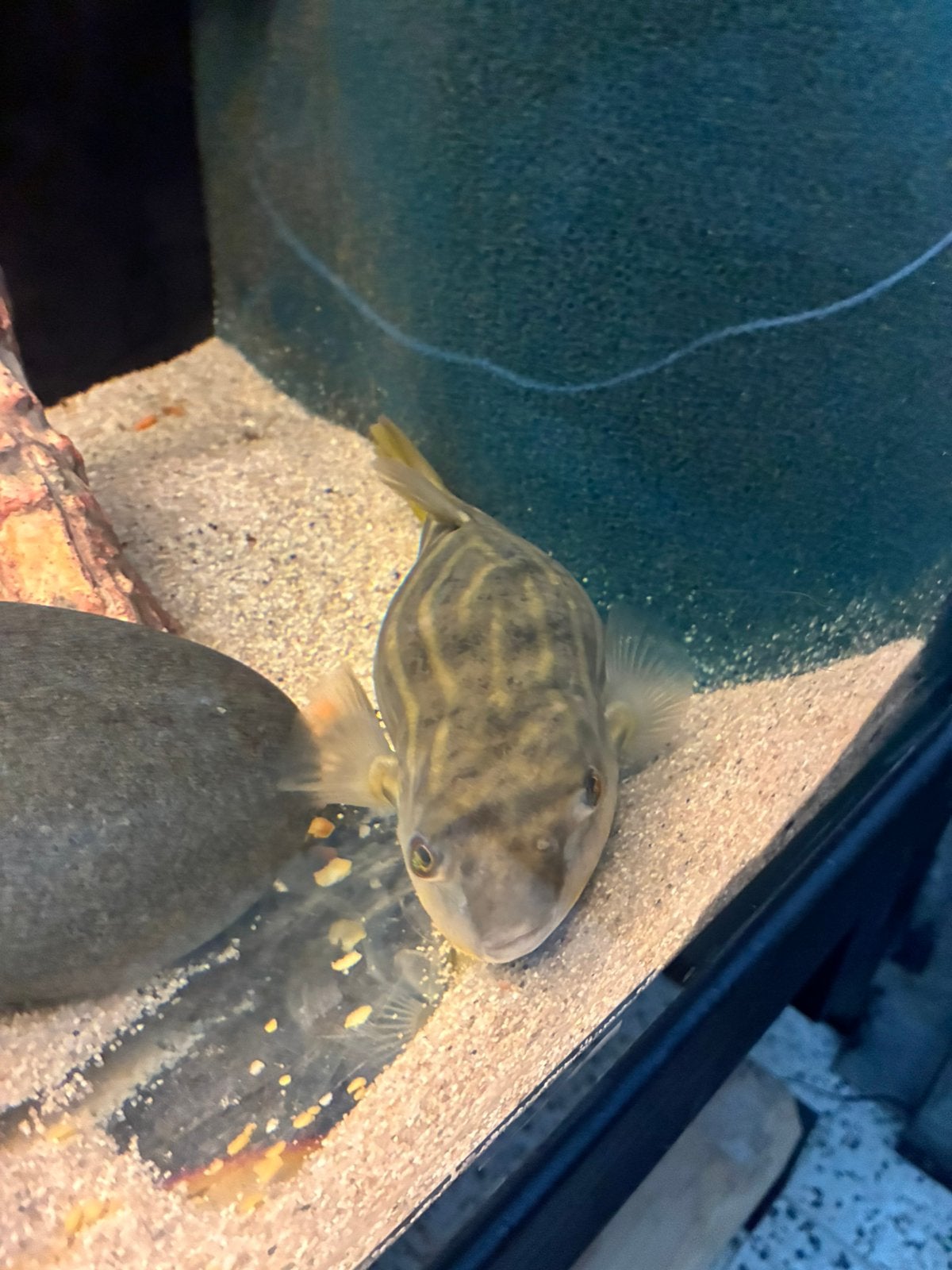 Poisson-globe Fahaka, Poisson, Poisson d'eau douce, Banc de poissons