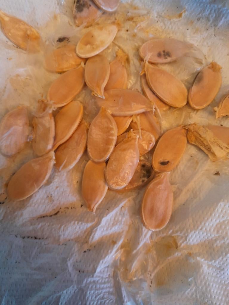 Pompoen  zaden,reuzenpompoen, Tuin en Terras, Ophalen