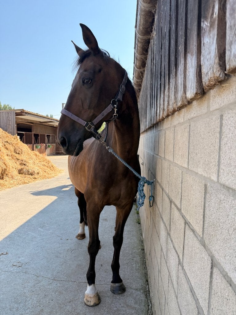 Bomproof 17 jarige merrie, Merrie, Dressuurpaard, 170 tot 175 cm, 11 jaar of ouder