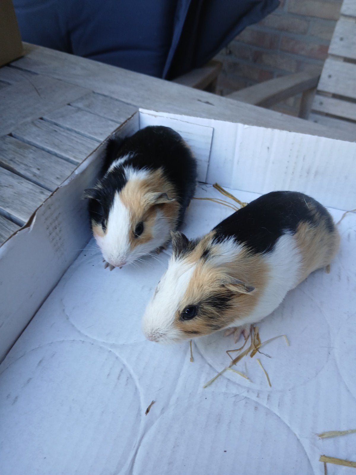 cavia, September, Cavia