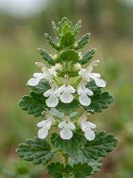 Teucrium Album aan opruimprijs, Jardin & Terrasse, Plantes | Jardin, Enlèvement