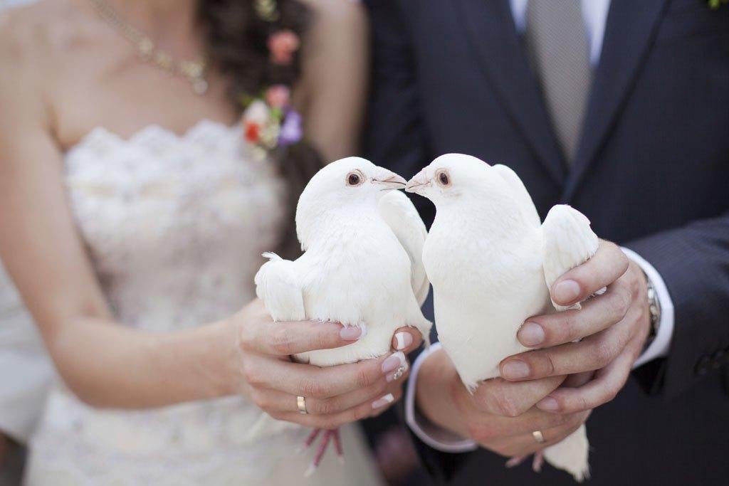 🕊 Lâcher de colombe - mariage, cérémonie 🕊, Ophalen, Nieuw