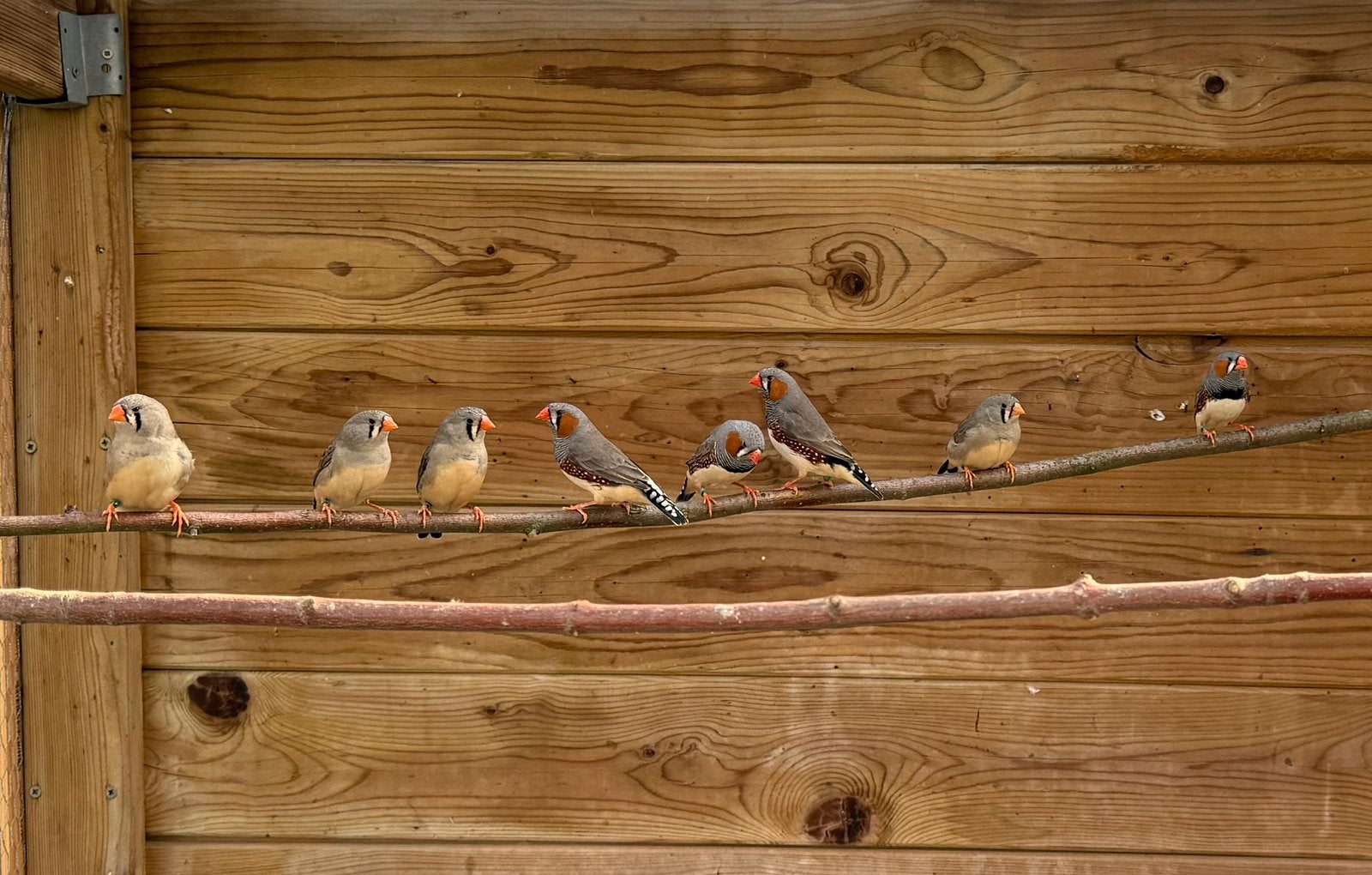 Zebravinken, Dieren en Toebehoren, Meerdere dieren, Tropenvogel, Geringd