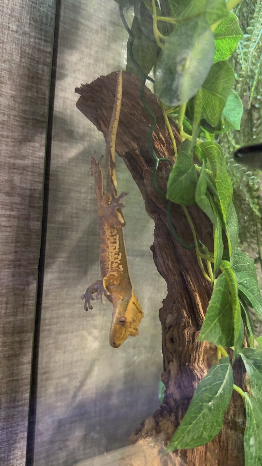 Groot Terrarium met wimpergekko + extra spullen, Amphibien, Avec terrarium, 0 à 2 ans