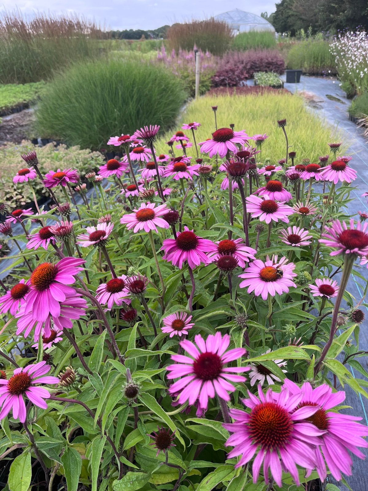 Large gamme de plantes de jardin/Livraison gratuite BE 500€, Enlèvement ou Envoi, Plante fixe