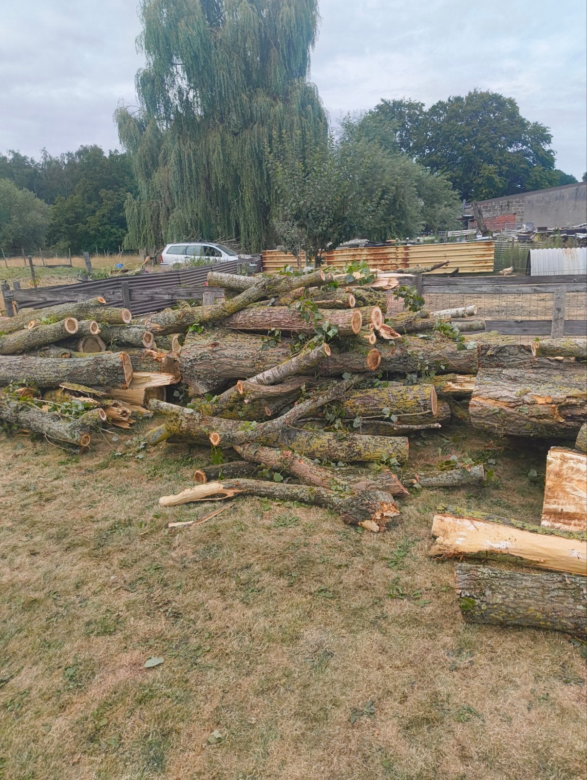 brandhout italiaanse populier, 6 m³ ou plus, Enlèvement, Autres essences de bois, Troncs d'arbres