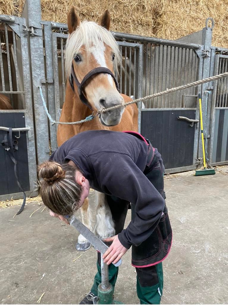 Gezocht: paarden om te bekappen, Dieren en Toebehoren, Ophalen, Nieuw
