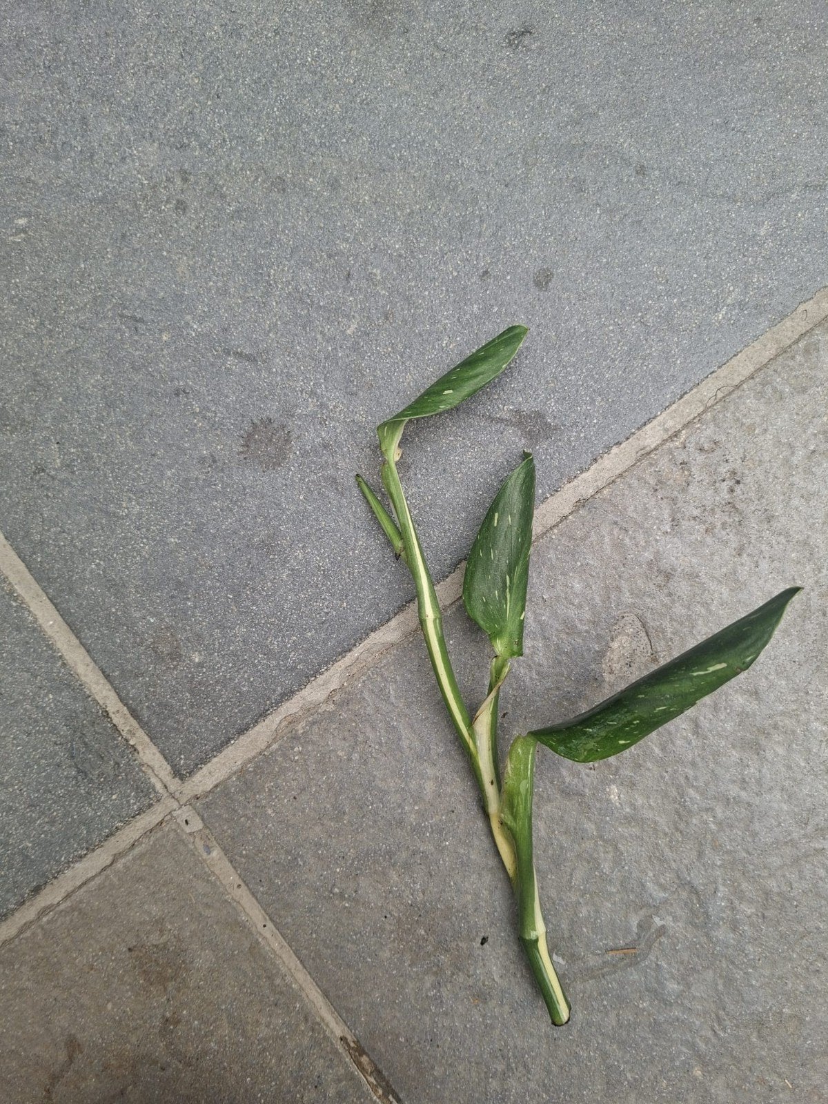 Monstera cobra/philodendron standleyana stek met wortel, Ophalen of Verzenden