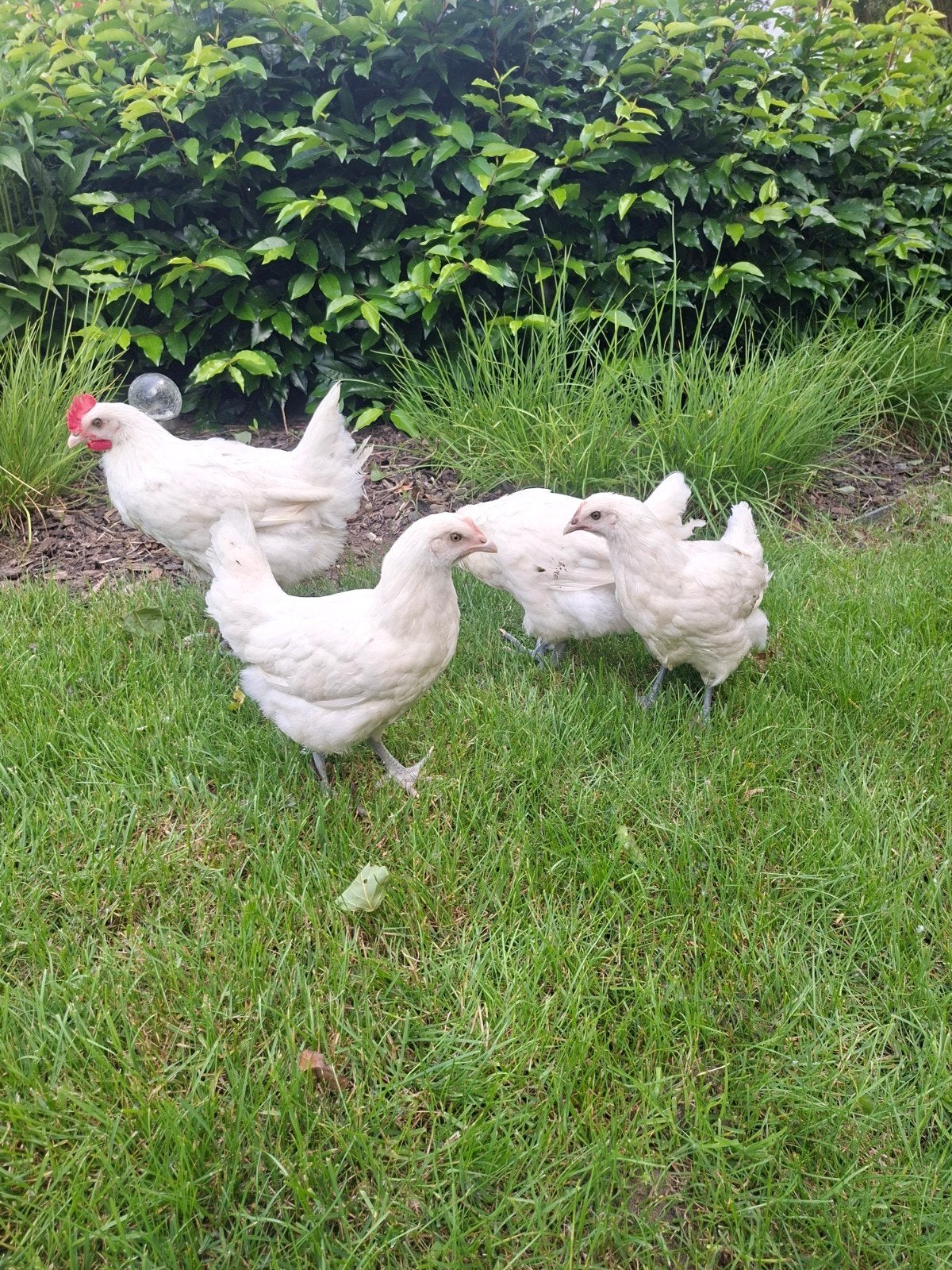 Poulets de Bresse