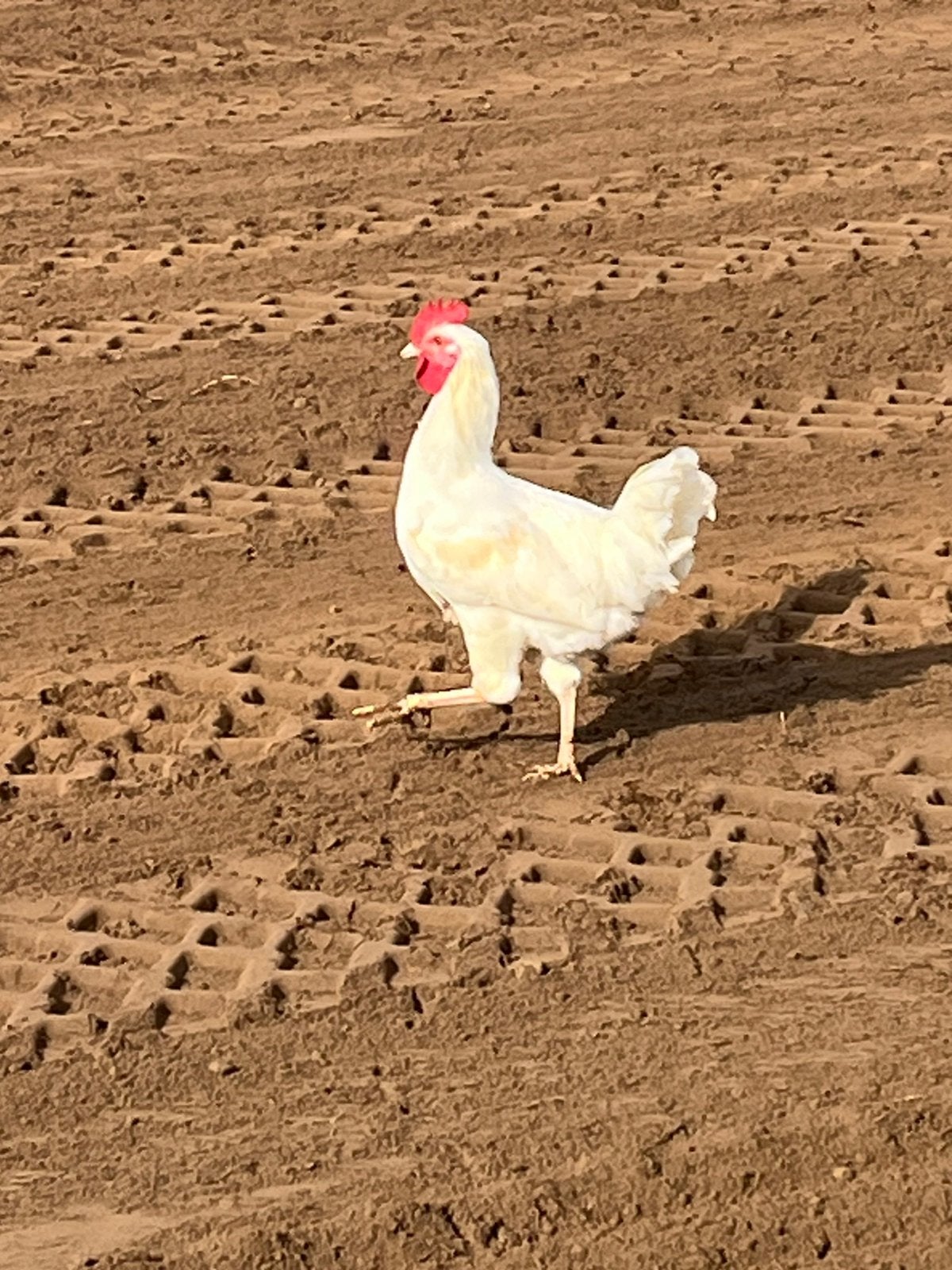 5 jonge hanen te koop prijs per stuk, Dieren en Toebehoren, Mannelijk, Kip