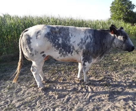 Dikbil koe, Dieren en Toebehoren, Runderen, Vrouwelijk, 3 tot 6 jaar