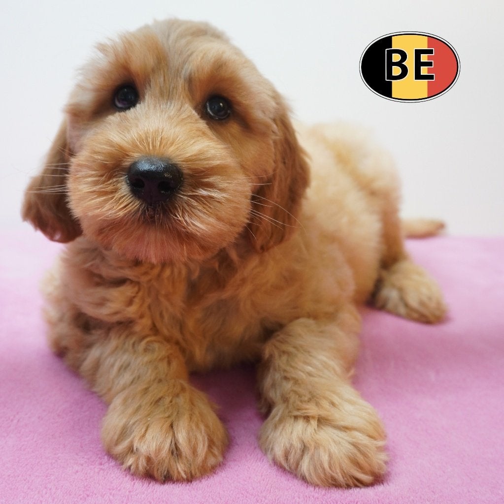 Cockapoo, abrikooskleurige pups te koop (Belgisch), België, CDV (hondenziekte), 8 tot 15 weken, Meerdere