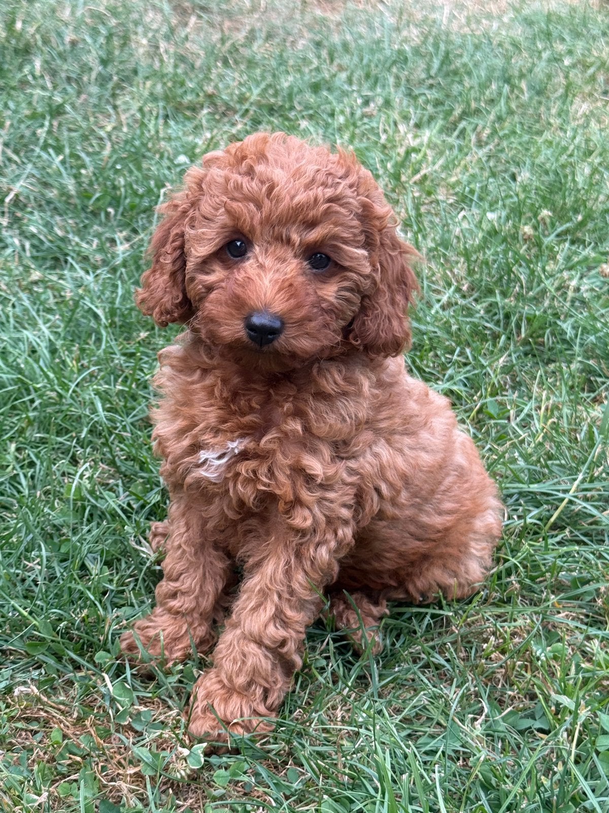 Dwergpoedels pups, Poedel, België, Fokker | Hobbymatig, Meerdere