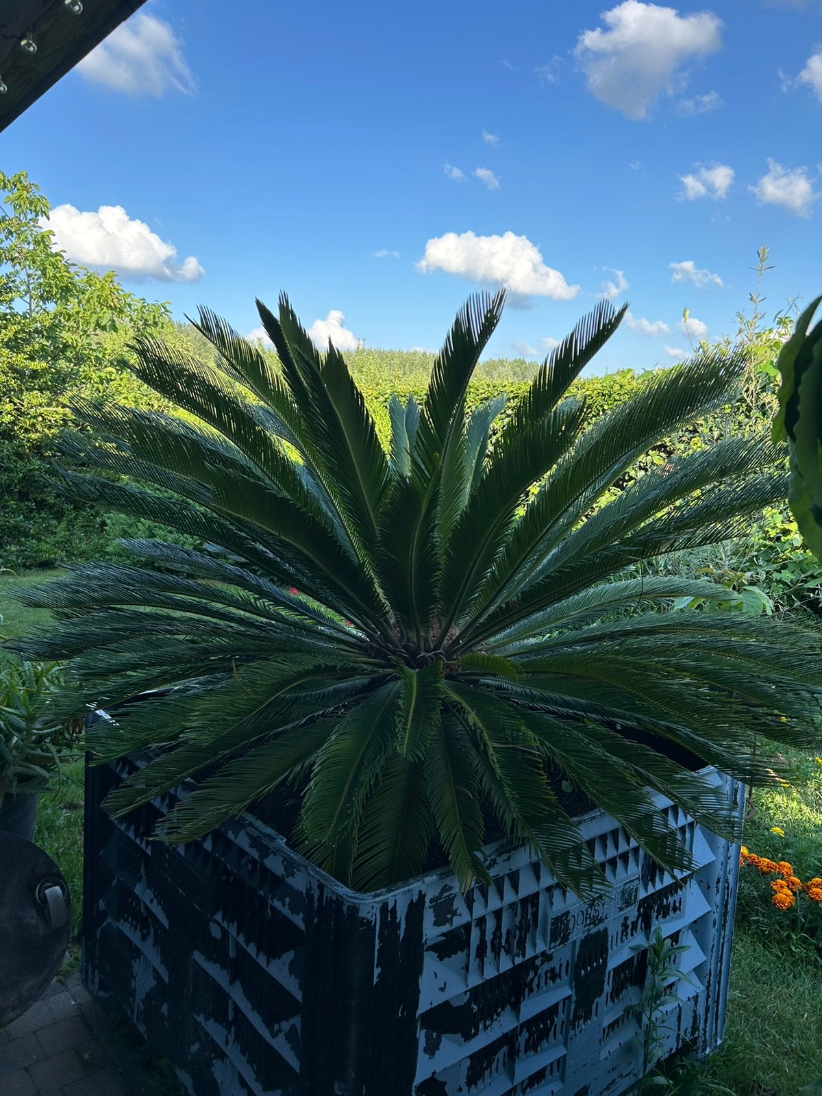 Oliva tropische palmboom + advocadoboom, Tuin en Terras, Planten | Tuinplanten, Ophalen, Winter