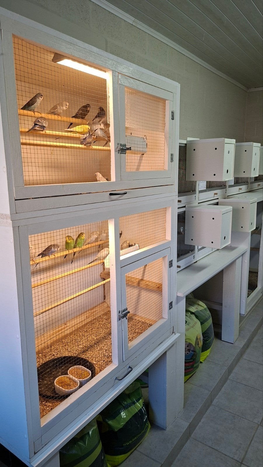 tcb grasparkieten