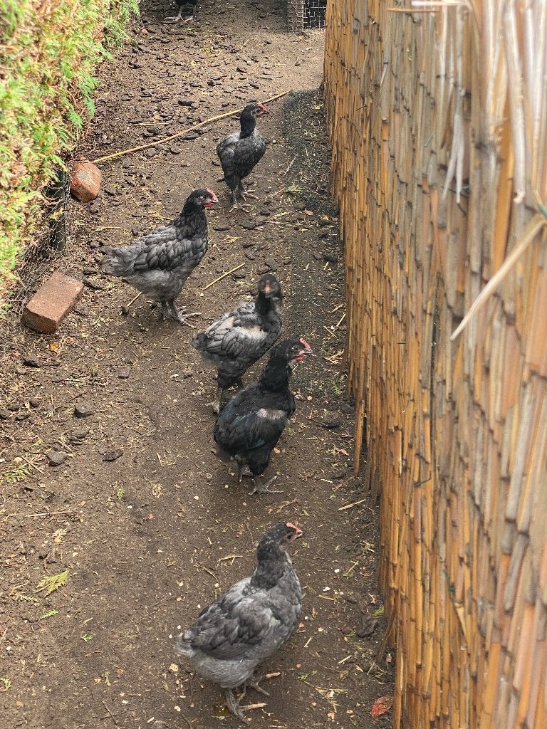 Haantjes, Dieren en Toebehoren, Pluimvee