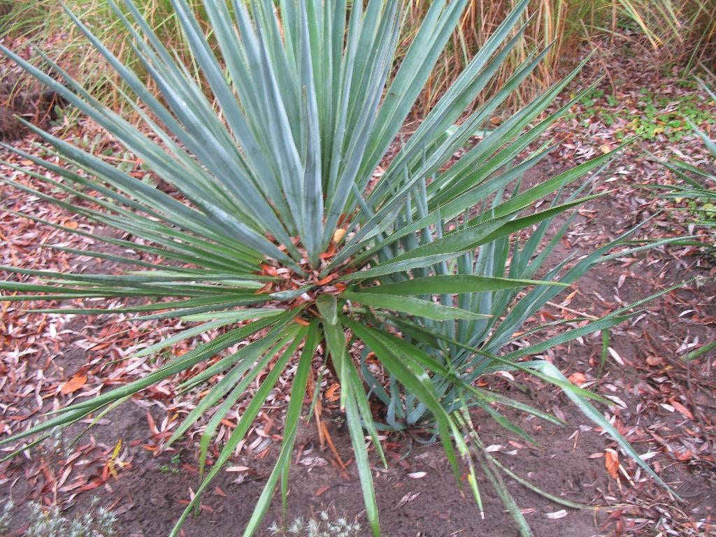 Yucca filamentosa palmlelie,winterhard, Tuin en Terras, Ophalen