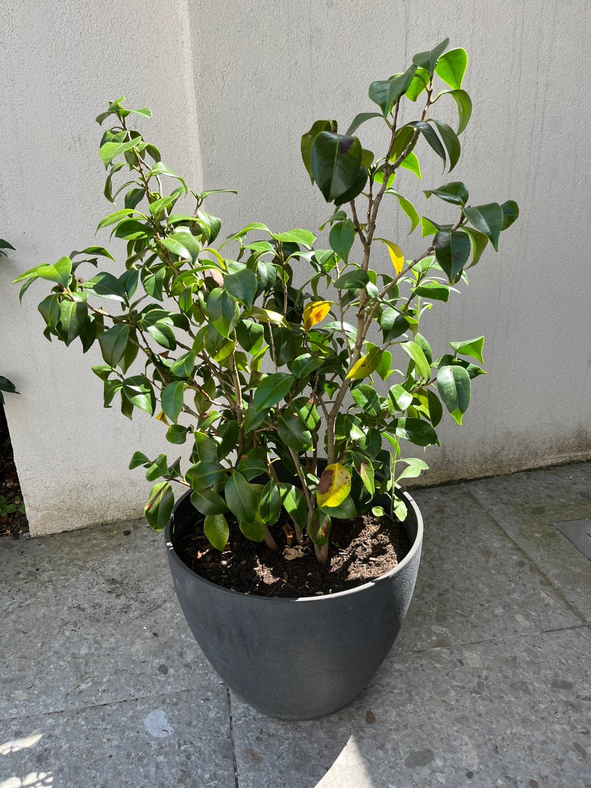 Camelia roze hoogte 50 cm in pot, Tuin en Terras, Planten | Tuinplanten, Vaste plant, Overige soorten, Lente, Ophalen