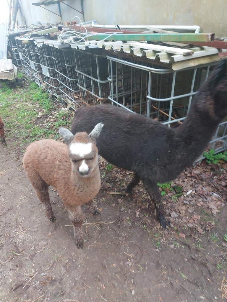 Alpaca cria hengste te verwisselen.