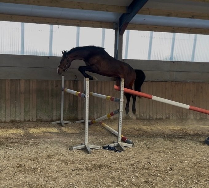 Top 3 ans origines CSO, Animaux & Accessoires, Chevaux, Hongre, L, Avec pedigree