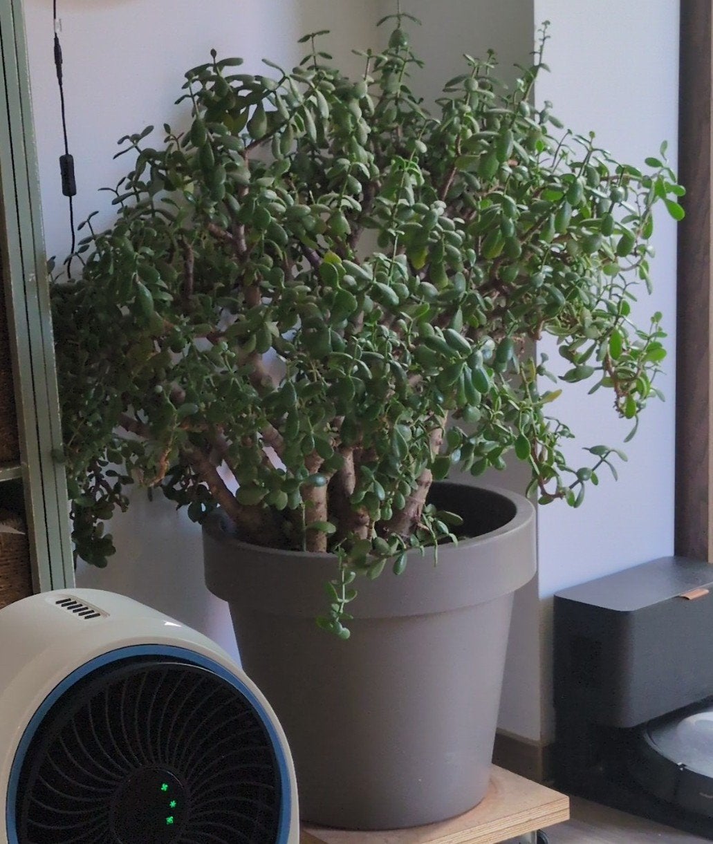 vetplant, Tuin en Terras, Planten | Bomen, Ophalen