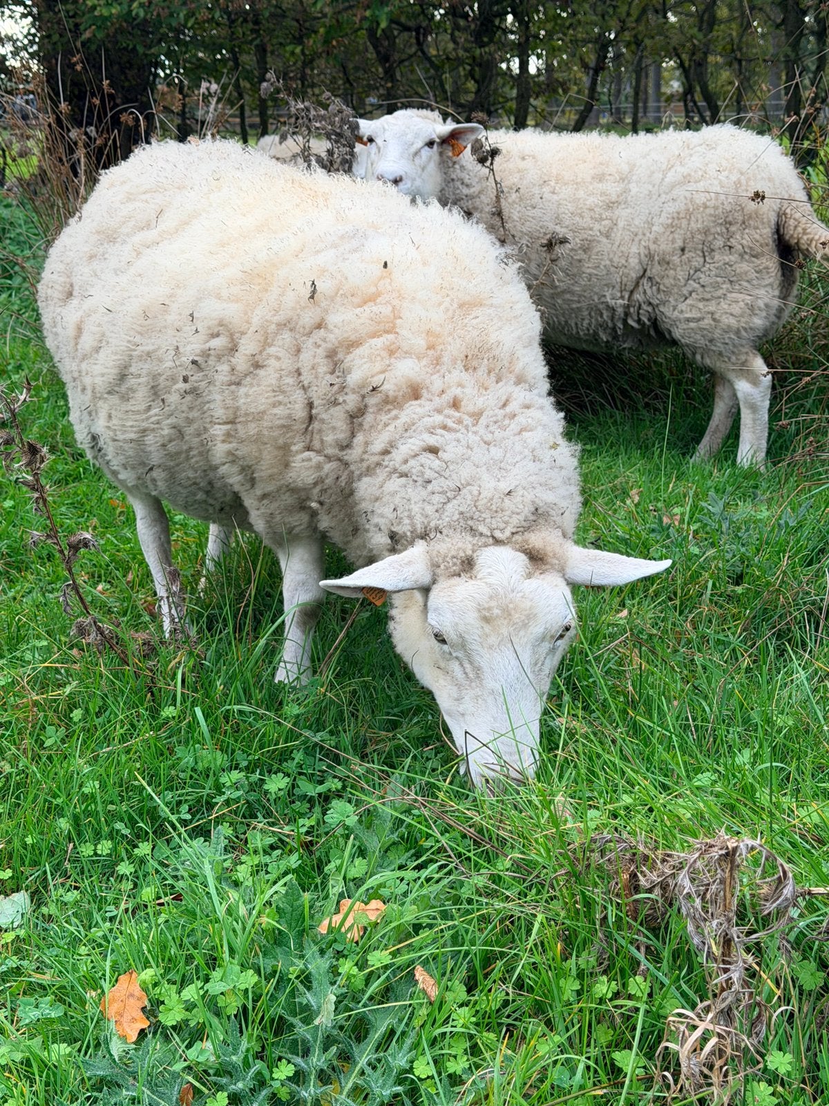 3 schapen ooi te koop, Dieren en Toebehoren