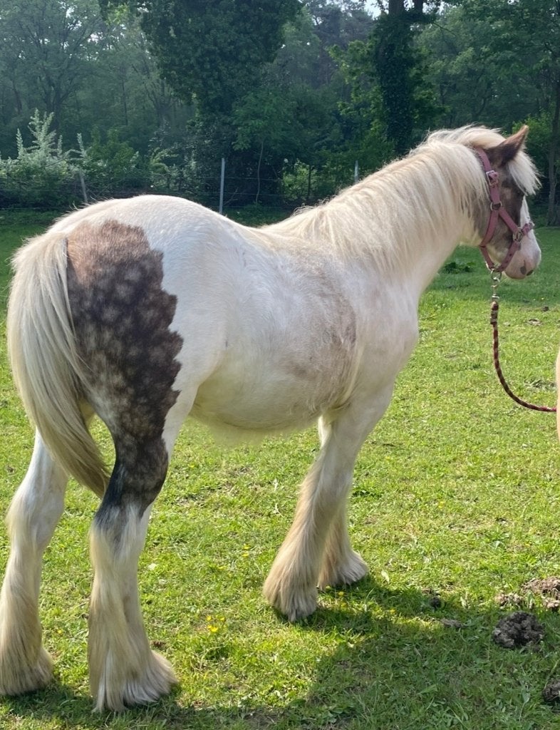 Irish cob merrie te koop, Animaux & Accessoires, Chevaux, Jument, Non dressé, Moins de 160 cm, 0 à 2 ans, Cheval de récréation