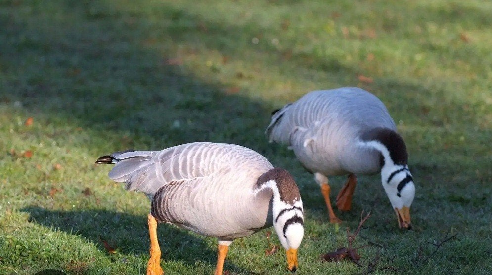 Ganzen, Dieren en Toebehoren