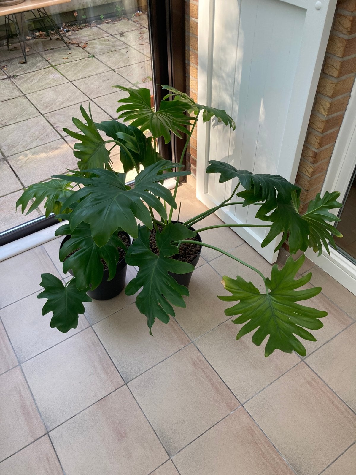 2 Philodendron planten, Tuin en Terras, Vaste plant, Bloeit niet, Halfschaduw, Ophalen
