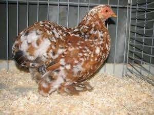 cochien krielen, Dieren en Toebehoren, Kip