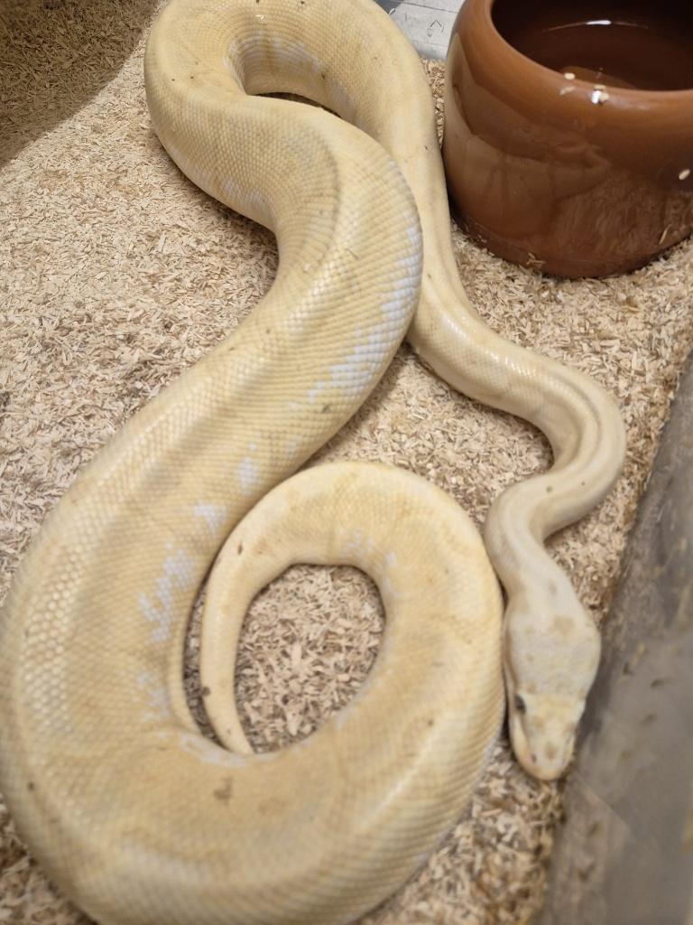 Ball Python 0.1 Bumblebee Banana, Dieren en Toebehoren, Slang, Tam, 3 tot 6 jaar