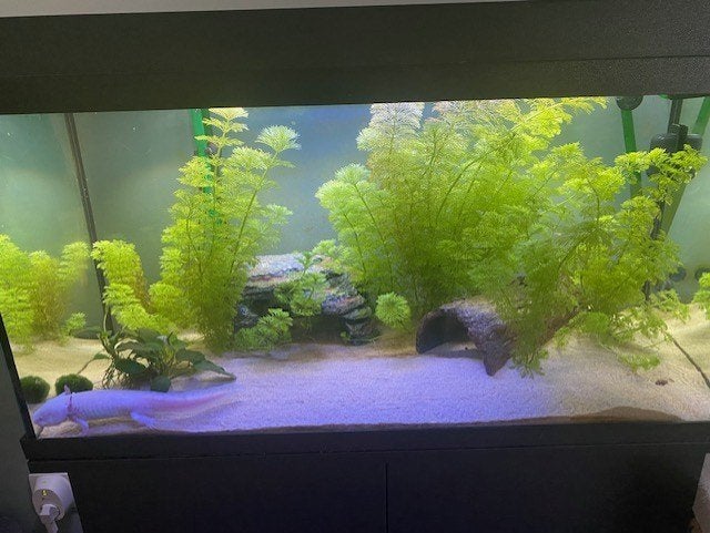 Aquarium met meubel en toebehoren, Ophalen, Gebruikt, Aquariummeubel, Inclusief deksel